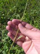 Image of Sisymbrium polymorphum (Murray) Roth