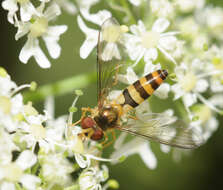 Image of Banded Meliscaeva