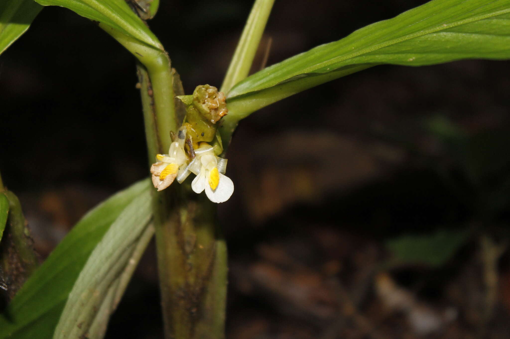 Image of Hylaeanthe unilateralis (Poepp. & Endl.) A. M. E. Jonker & Jonker