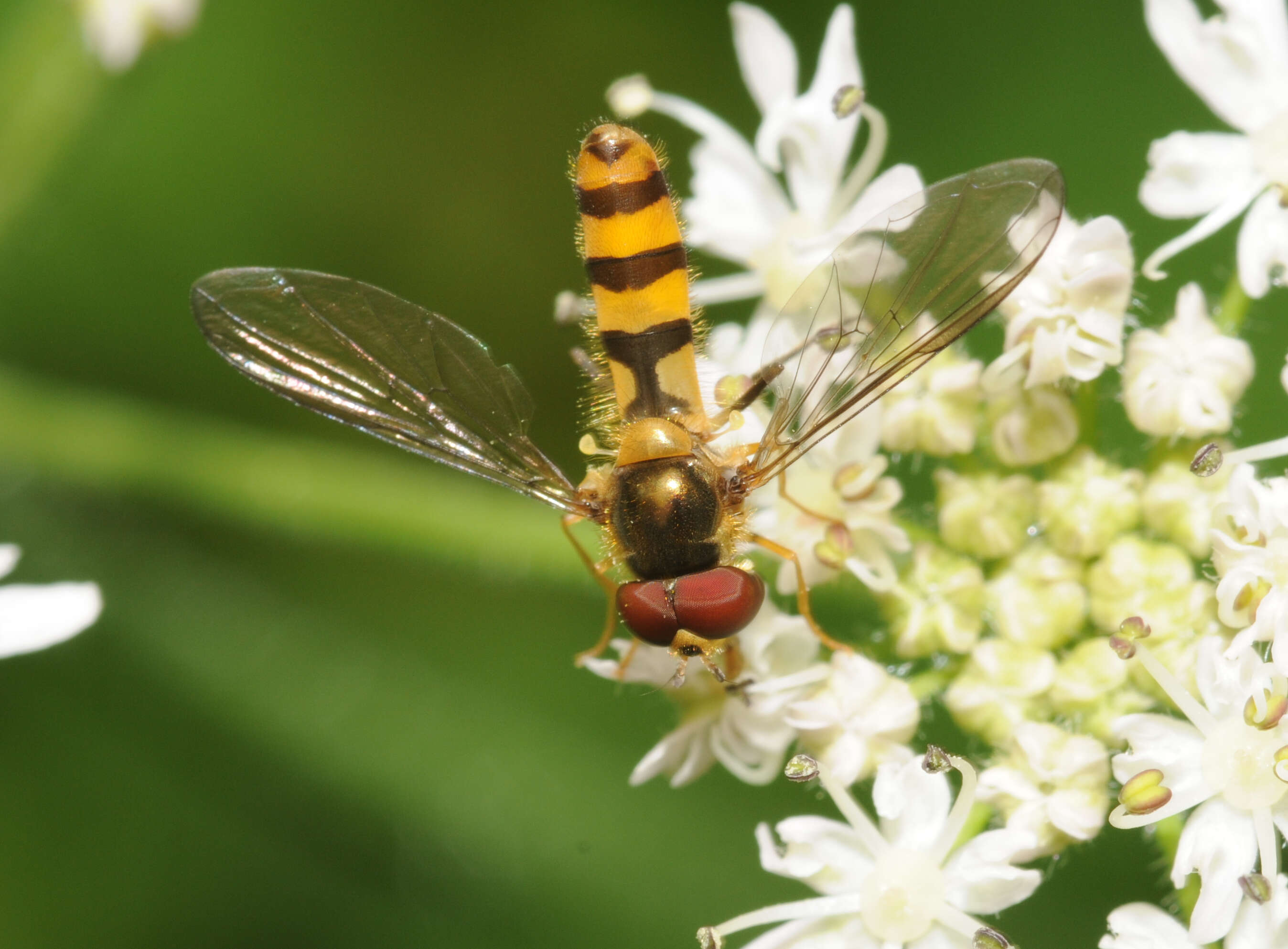 Image of Banded Meliscaeva