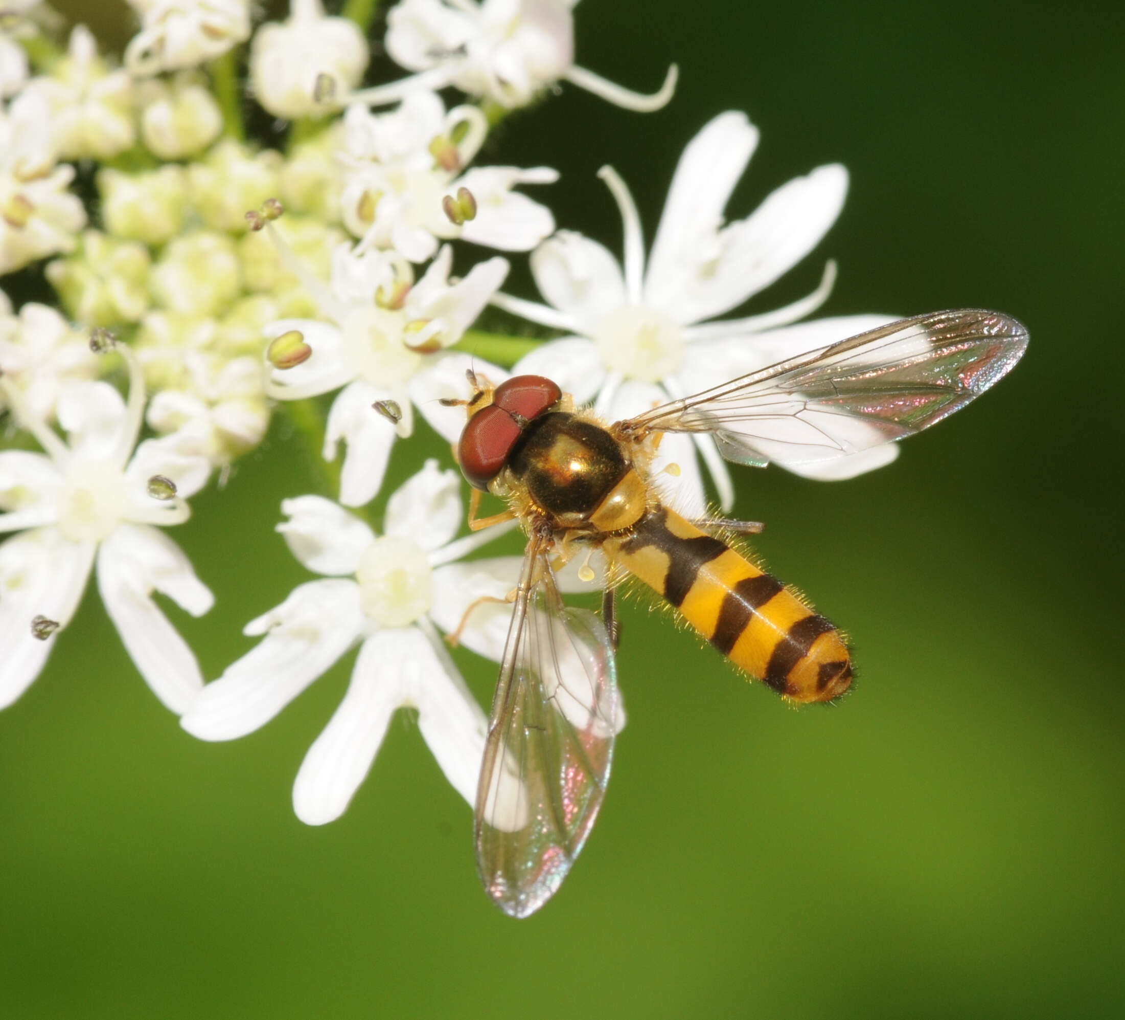 Image of Banded Meliscaeva