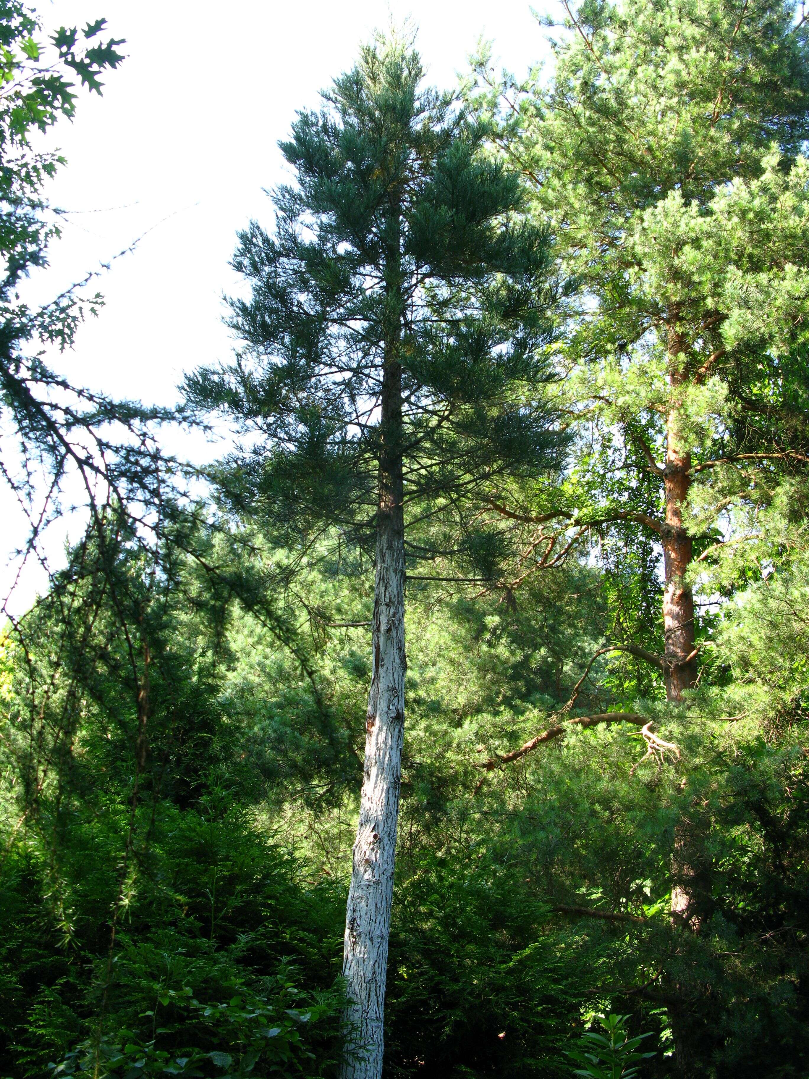 Sequoiadendron resmi