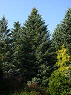 Image of white fir