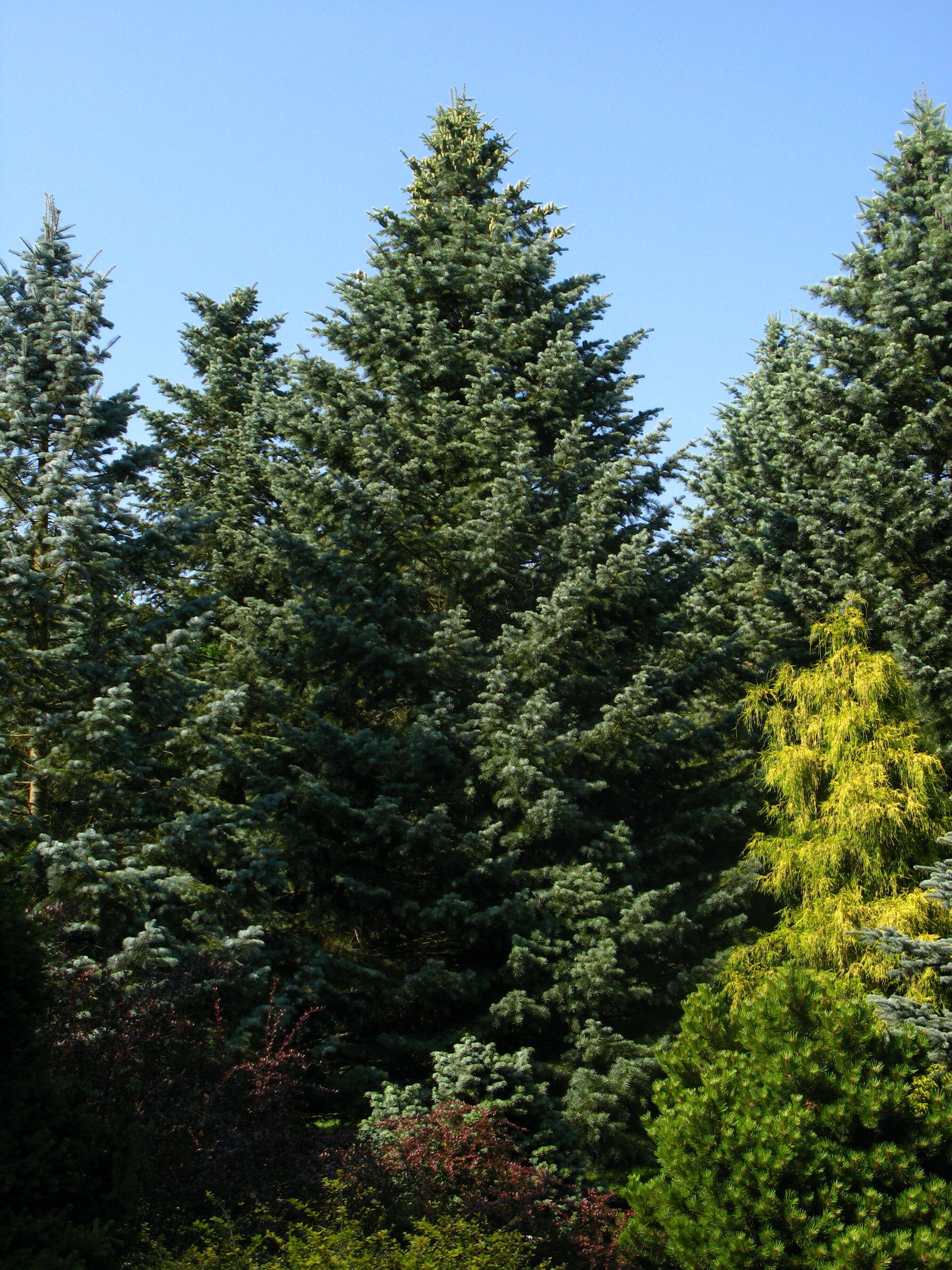 Image of white fir