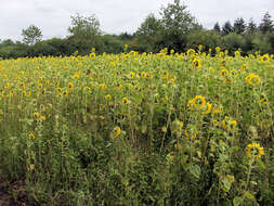 Image of common sunflower