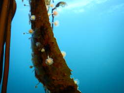 Image of Sycozoa gaimardi (Herdman 1886)