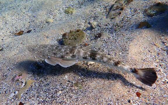 Image of Dusky Flathead