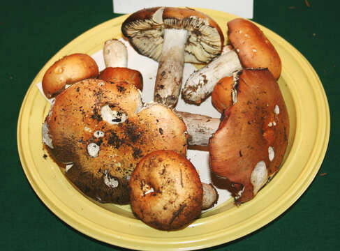 Image of Russula decolorans (Fr.) Fr. 1838