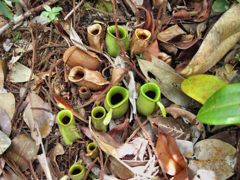 Image of Flask-Shaped Pitcher-Plant