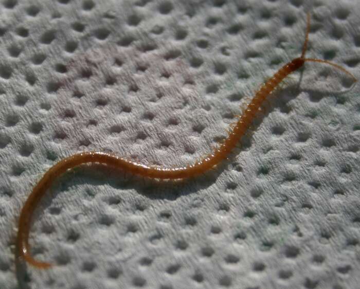 Image of boreal yellow-headed soil centipede