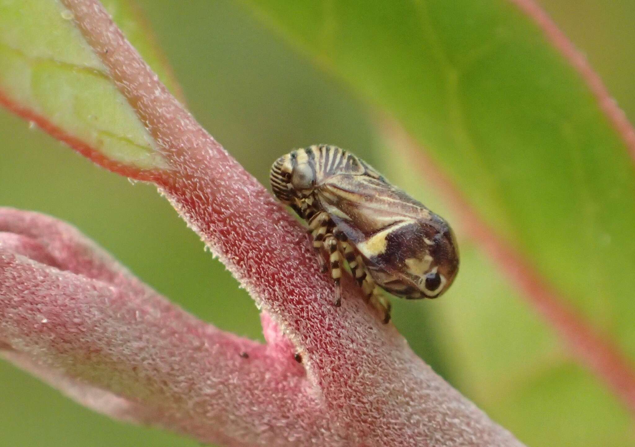 Sivun Clastoptera lineatocollis Stål 1854 kuva