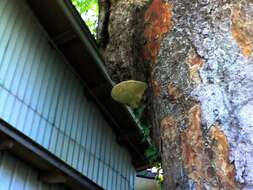 Image of Ganoderma applanatum