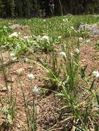 Hackelia californica (A. Gray) I. M. Johnst. resmi