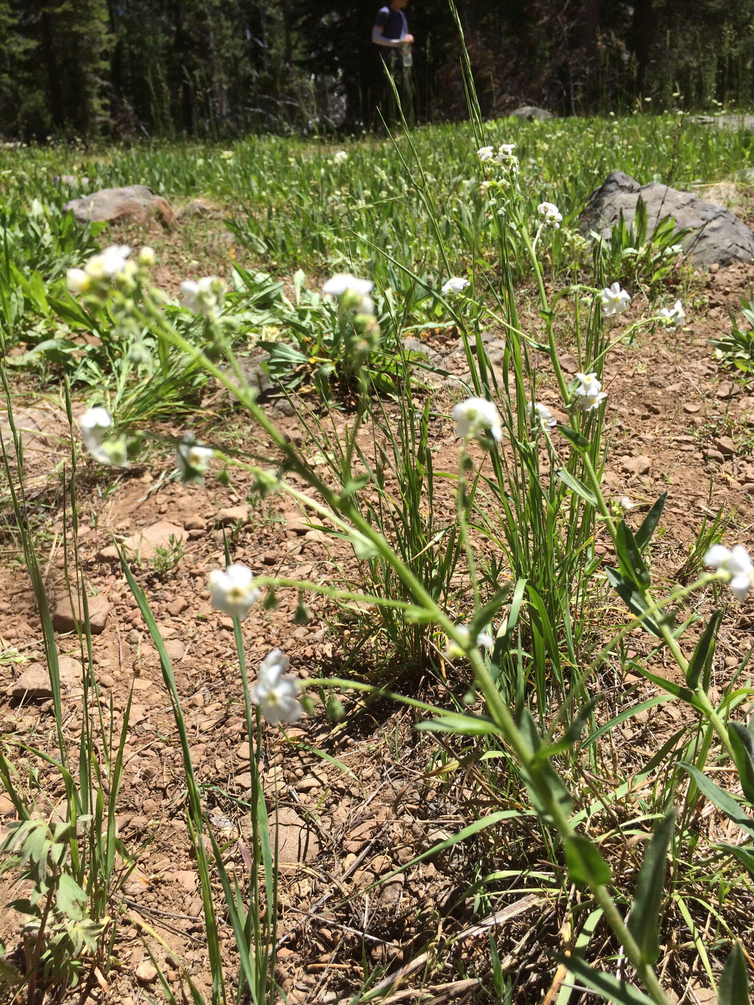 Hackelia californica (A. Gray) I. M. Johnst. resmi