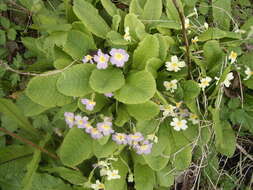 Image of Primrose