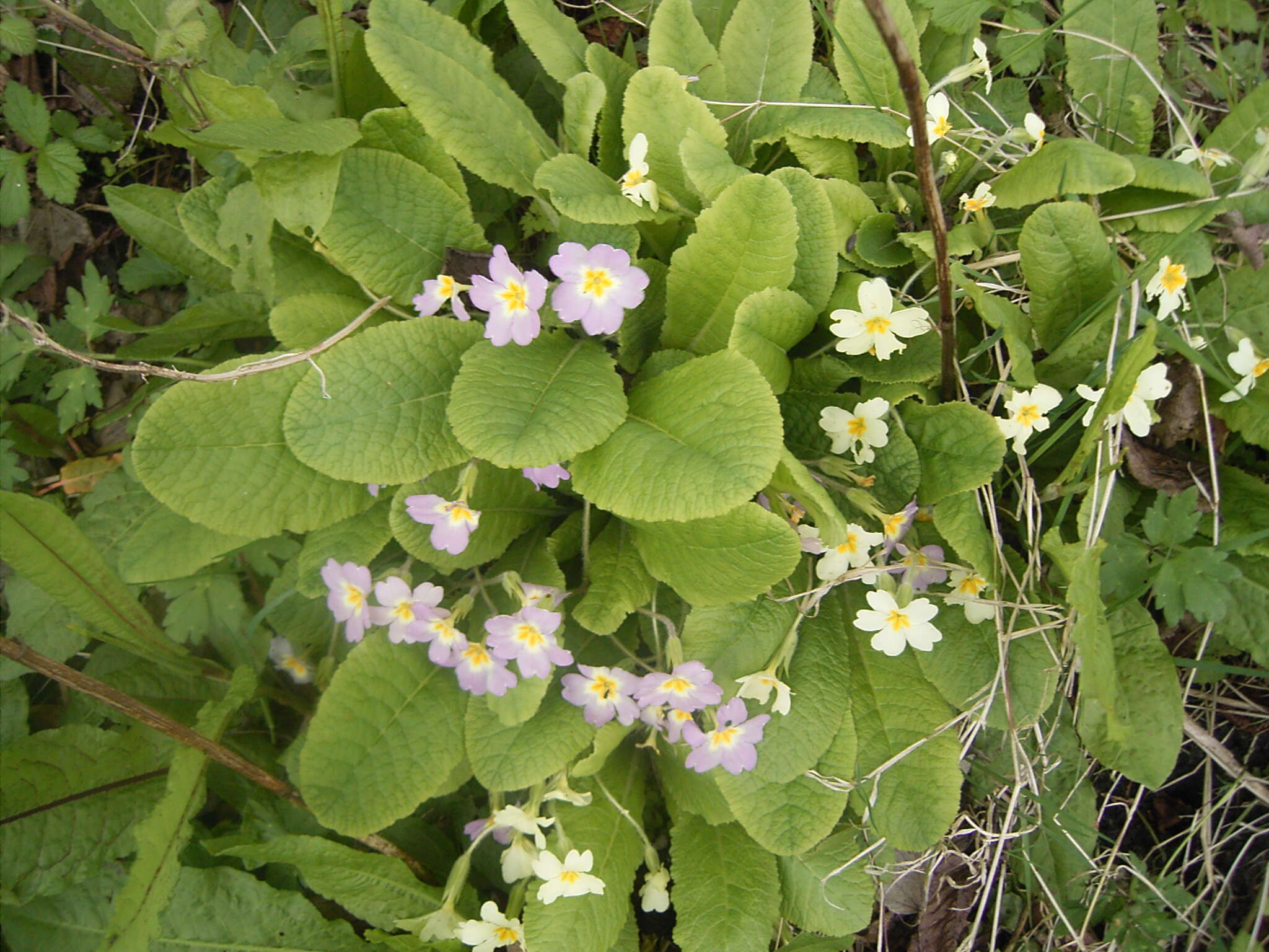 Image of Primrose