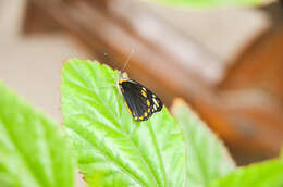 Image of Belenois java peristhene (Boisduval 1859)