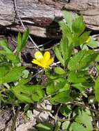 Image of bristly buttercup