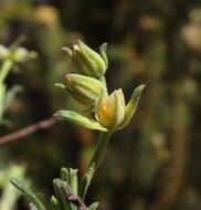 Image of Hibbertia asterella