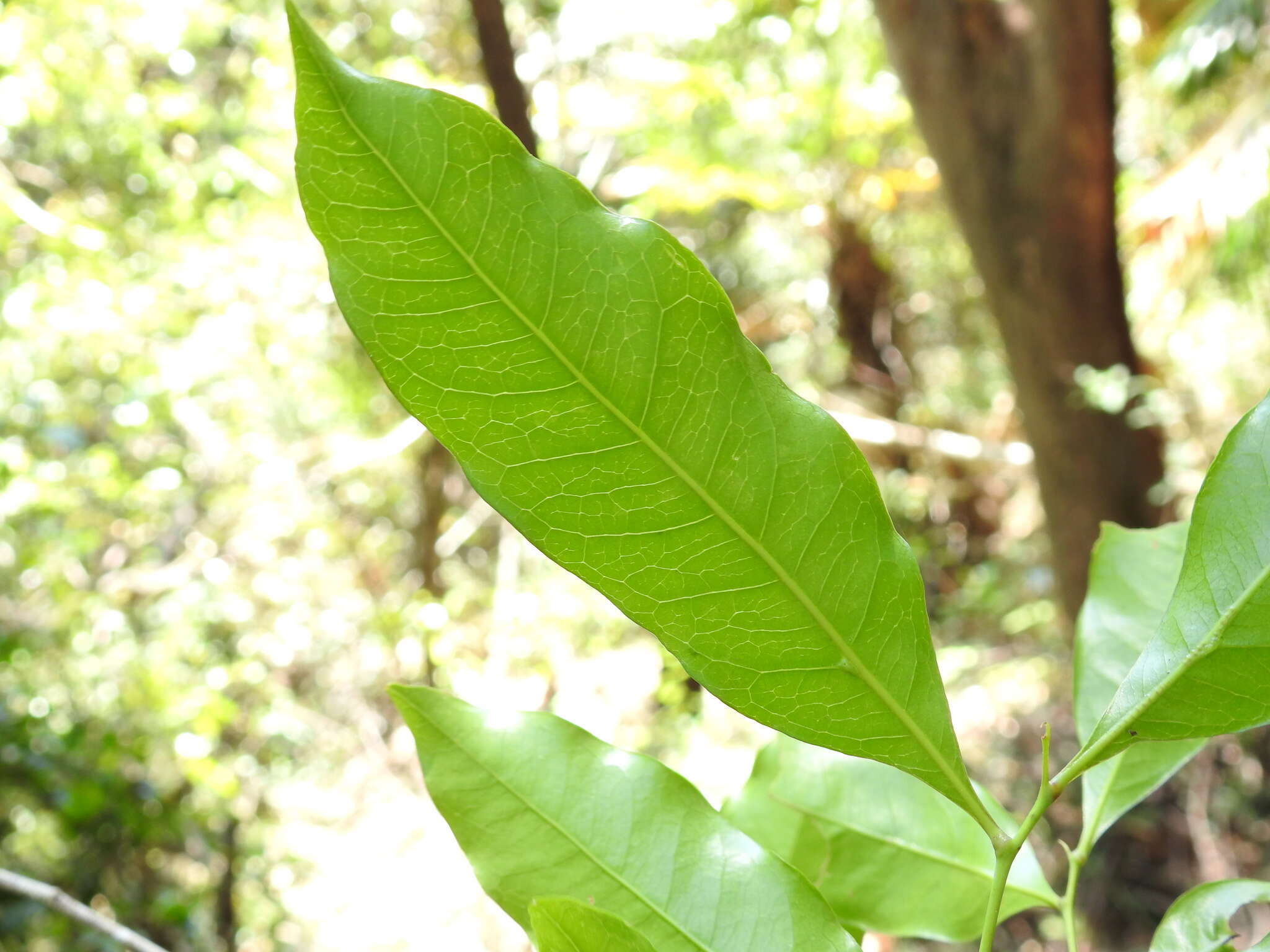 Image of Toechima tenax (Benth.) Radlk.