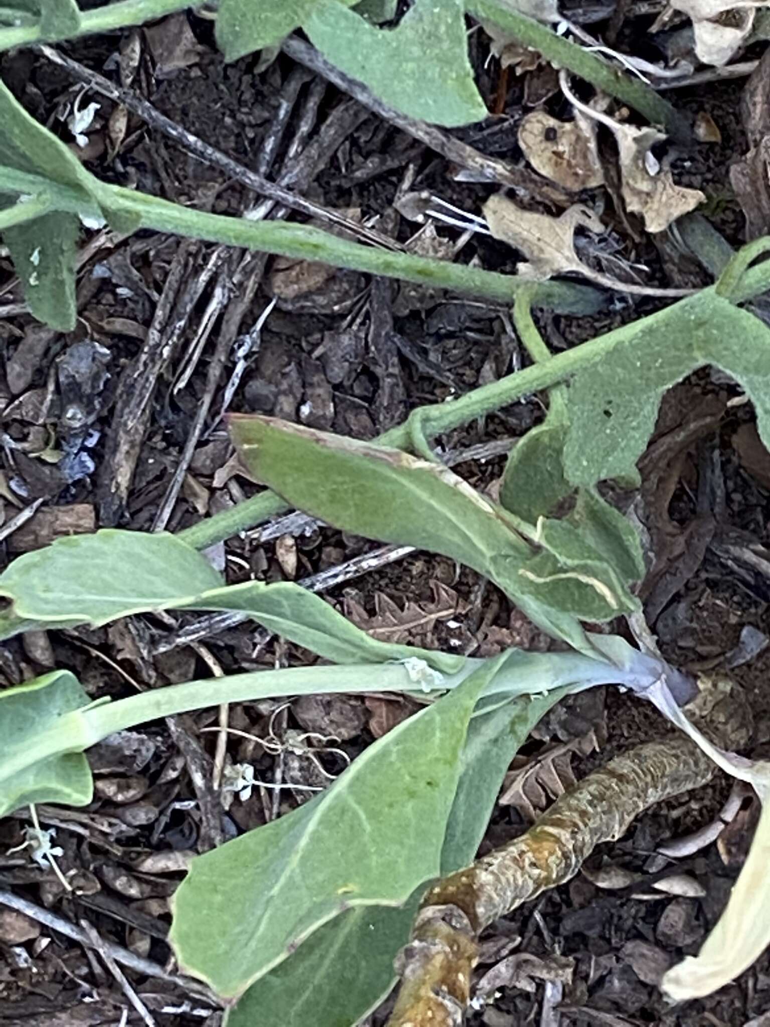 Image of Laguna Mountain jewelflower