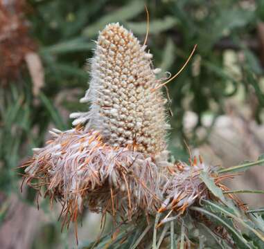 Image of Acorn Banksia