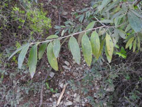 Imagem de Neopringlea integrifolia (Hemsl.) S. Wats.