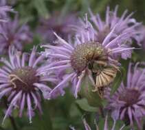 Image of wild bergamot