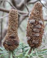 Plancia ëd Banksia attenuata R. Br.