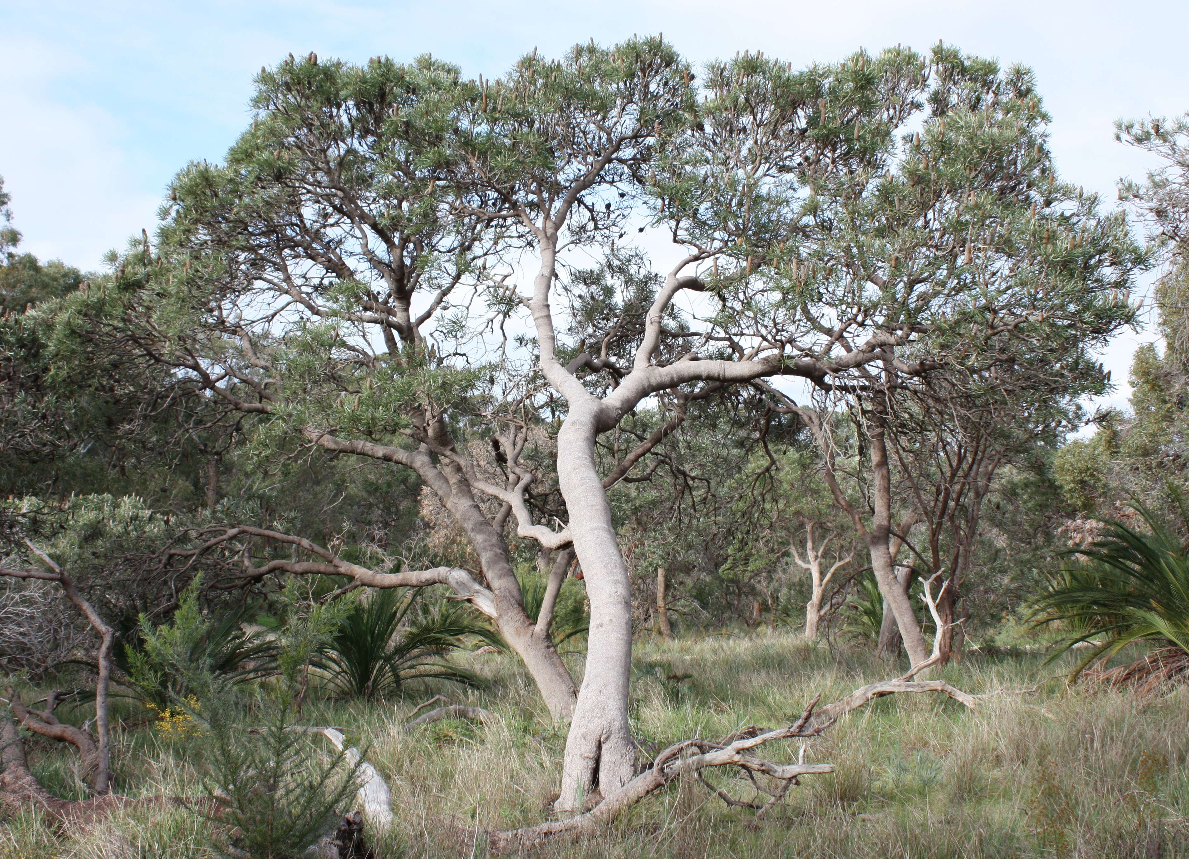 Plancia ëd Banksia attenuata R. Br.