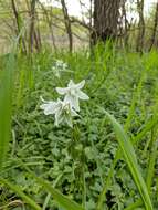 Image of drooping star of Bethlehem