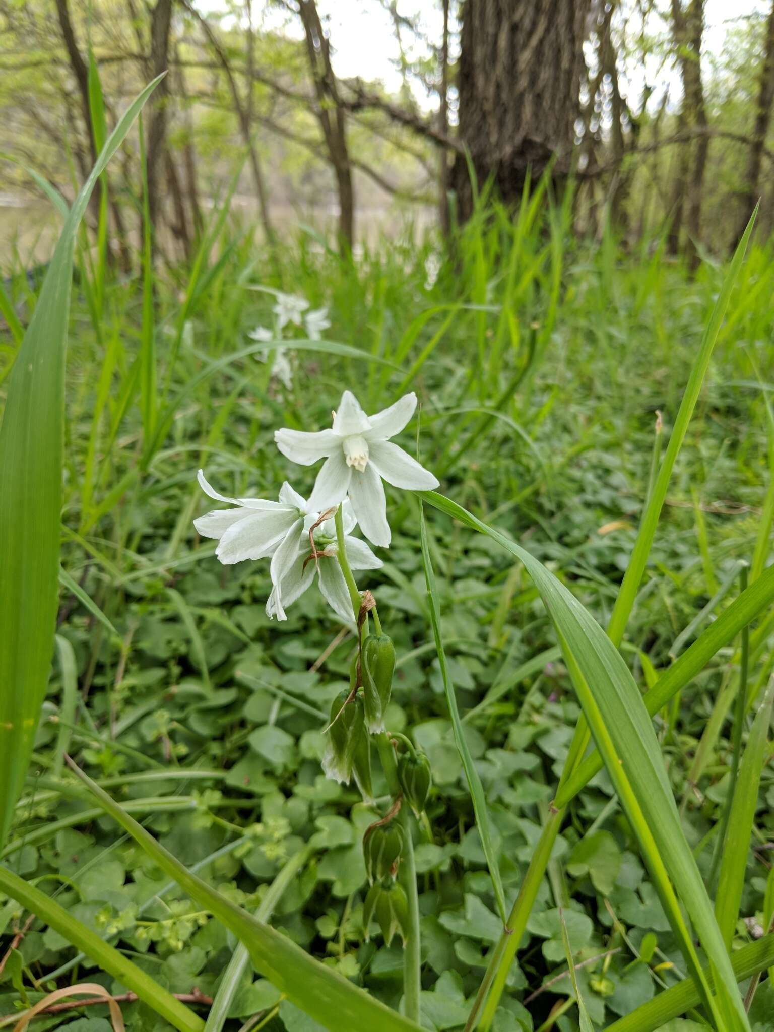 Image of drooping star of Bethlehem