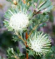 Imagem de Banksia sessilis var. cygnorum (Gand.) A. R. Mast & K. R. Thiele