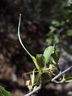 Imagem de Cercocarpus montanus var. paucidentatus (S. Wats.) F. L. Martin