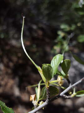 Sivun Cercocarpus montanus var. paucidentatus (S. Wats.) F. L. Martin kuva