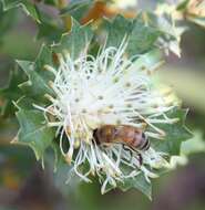 Imagem de Banksia sessilis var. cygnorum (Gand.) A. R. Mast & K. R. Thiele