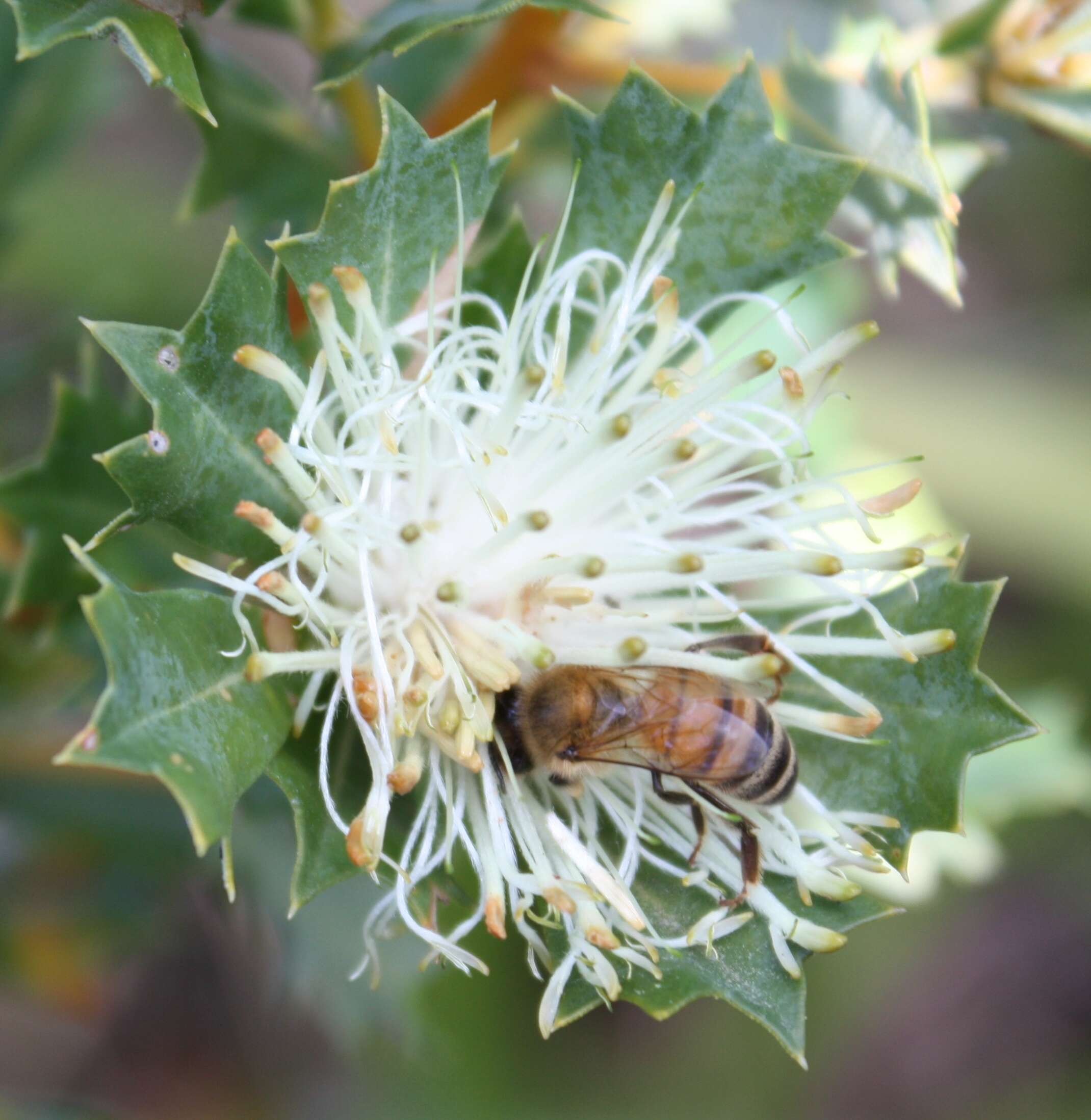 Imagem de Banksia sessilis var. cygnorum (Gand.) A. R. Mast & K. R. Thiele