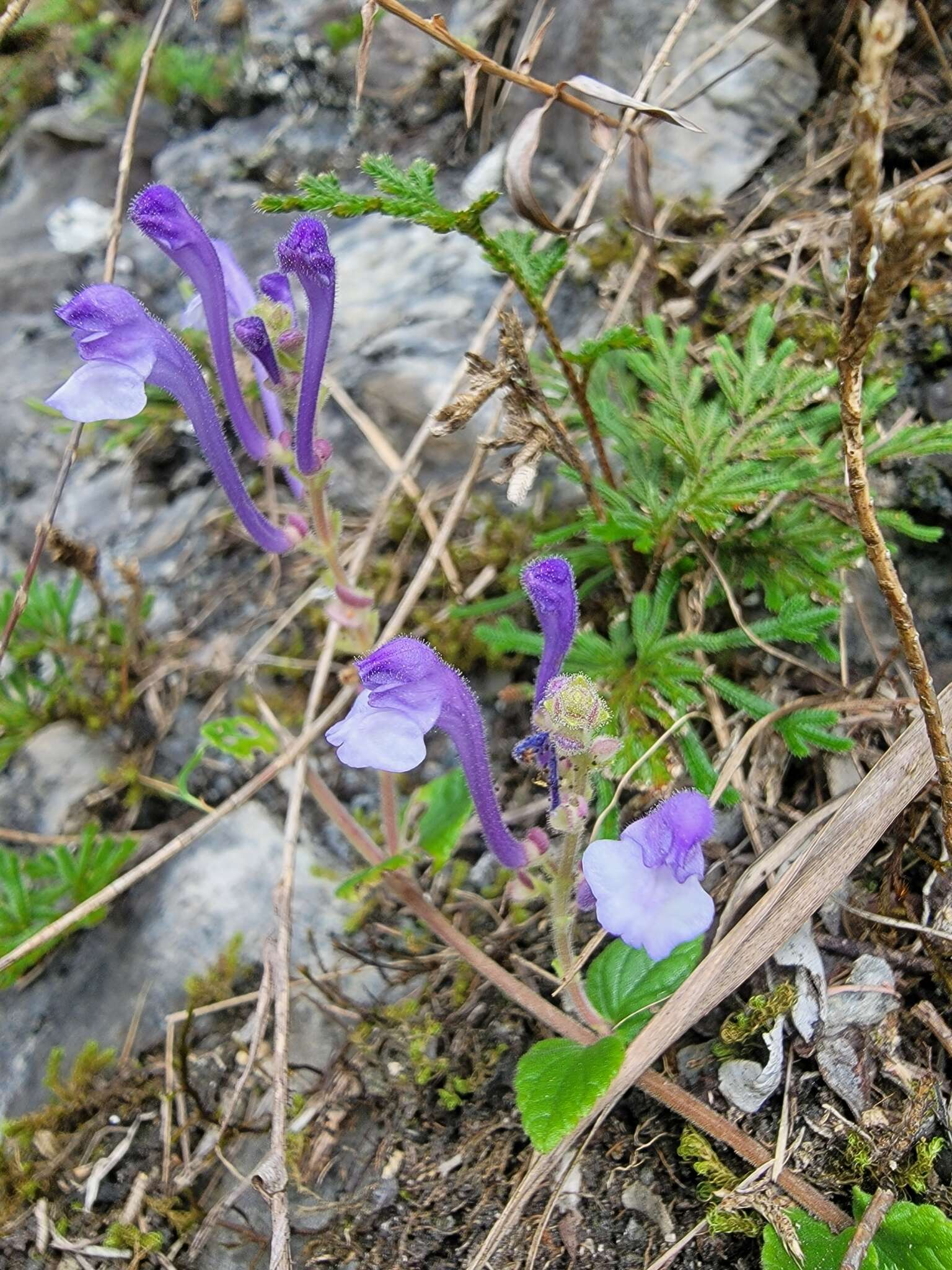 Sivun Scutellaria indica var. indica kuva