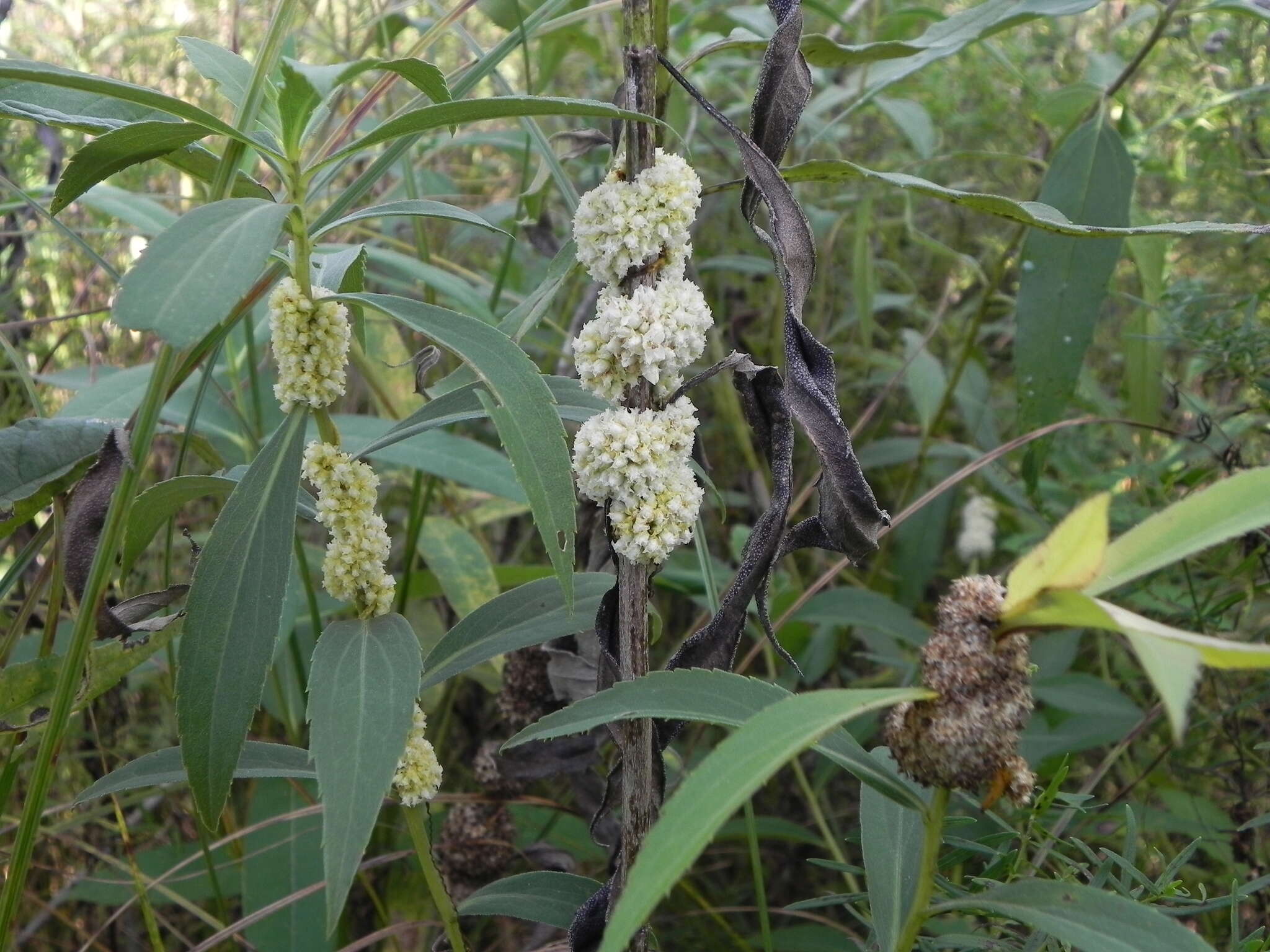 Image of rope dodder