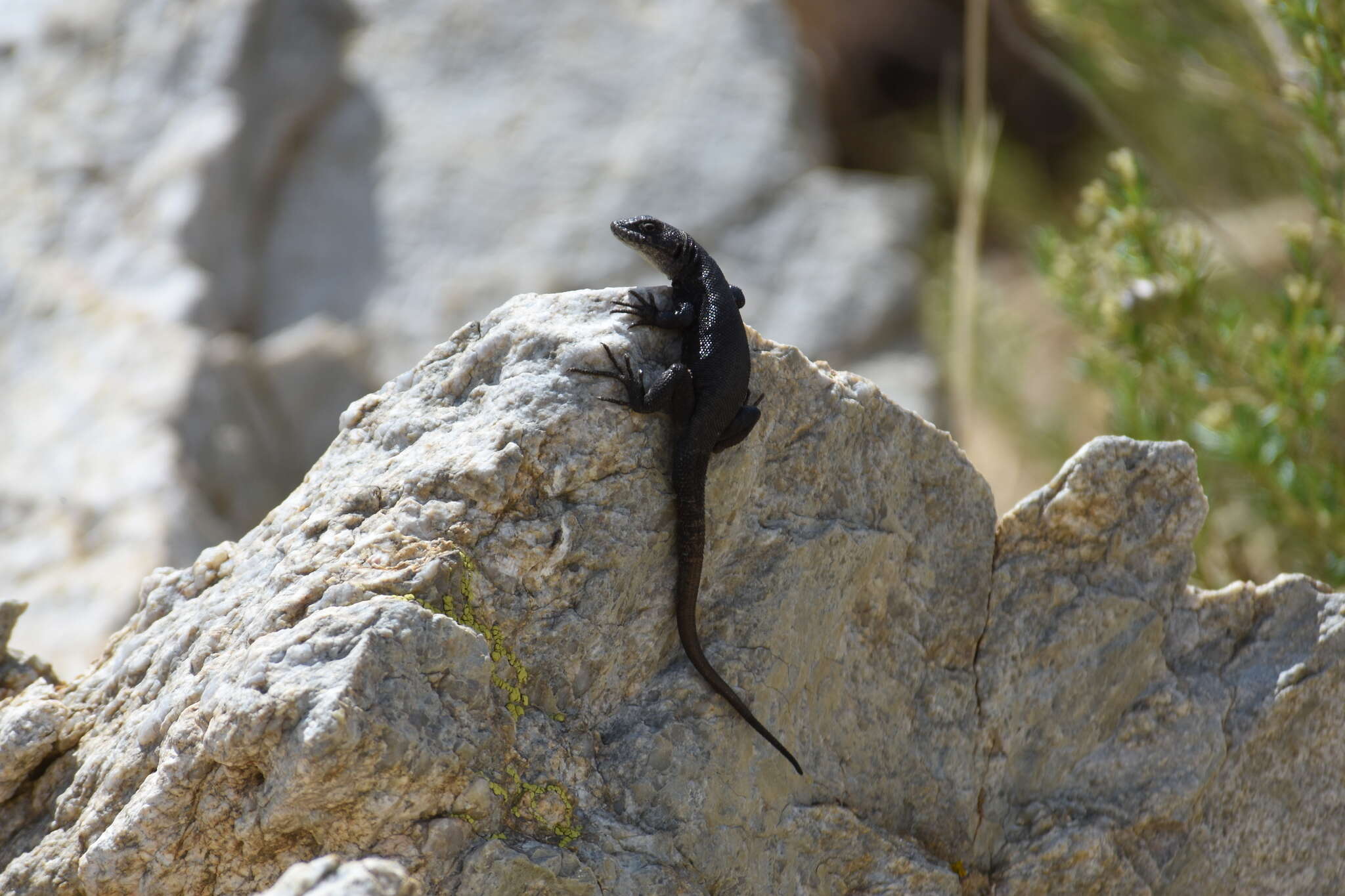 Image of Liolaemus umbrifer Espinoza & Lobo 2003