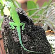 Image of Leopard Anole