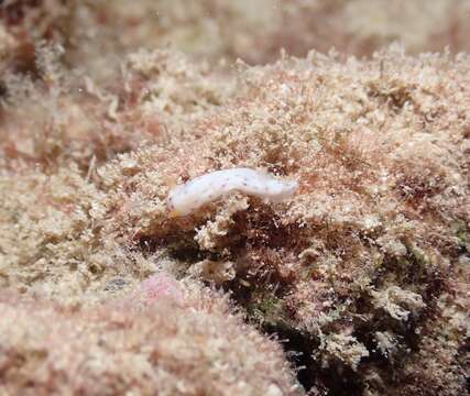 Image of Chromodoris aspersa (Gould 1852)