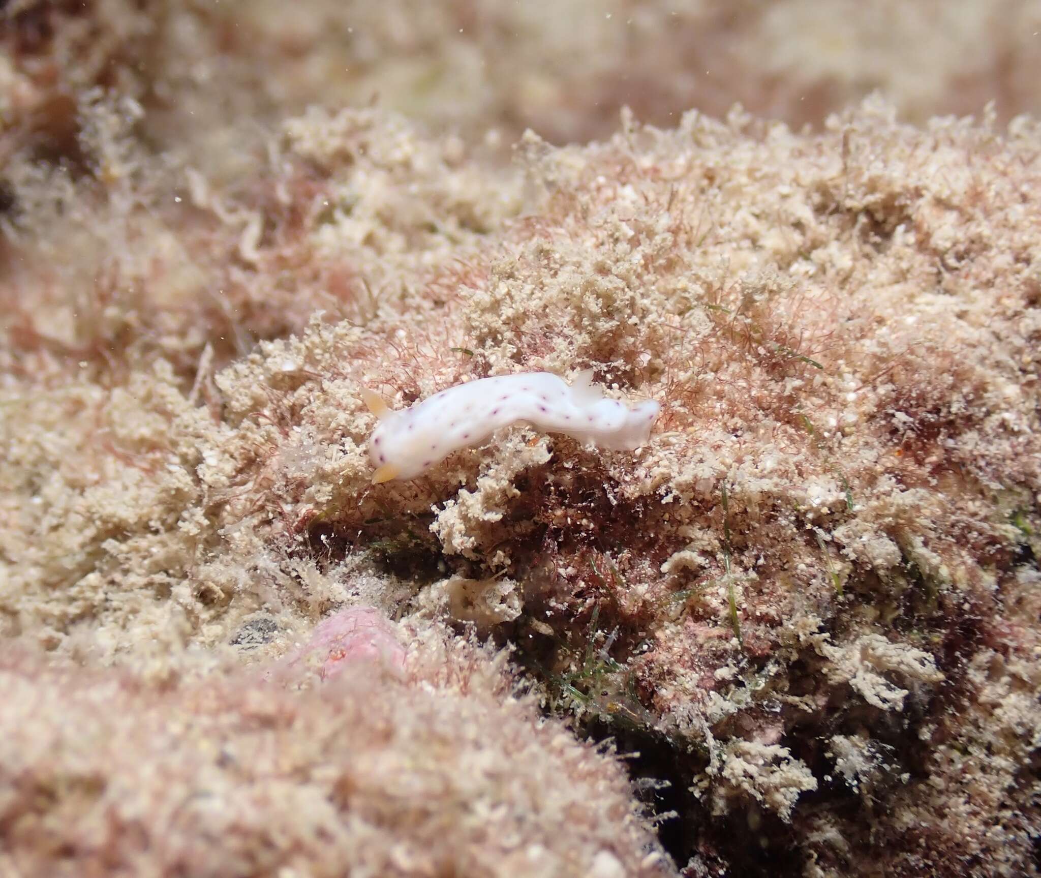 Image of Chromodoris aspersa (Gould 1852)