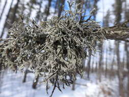 Image of light and dark lichen