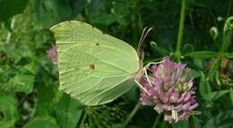 Imagem de Gonepteryx rhamni (Linnaeus 1758)