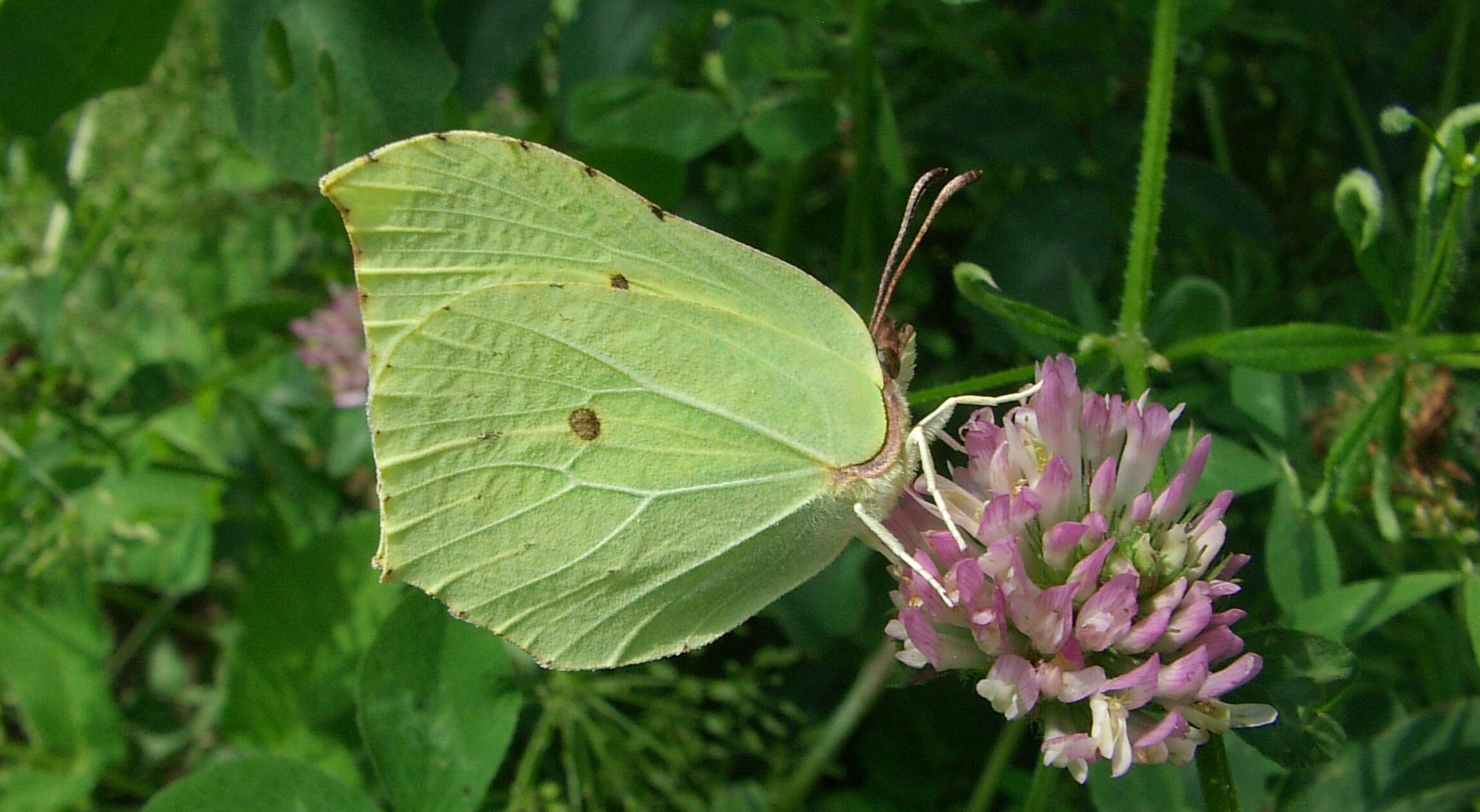 Imagem de Gonepteryx rhamni (Linnaeus 1758)