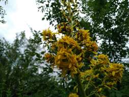 Image of Ligularia macrophylla (Ledeb.) DC.