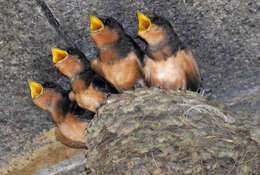 Image of Hirundo Linnaeus 1758