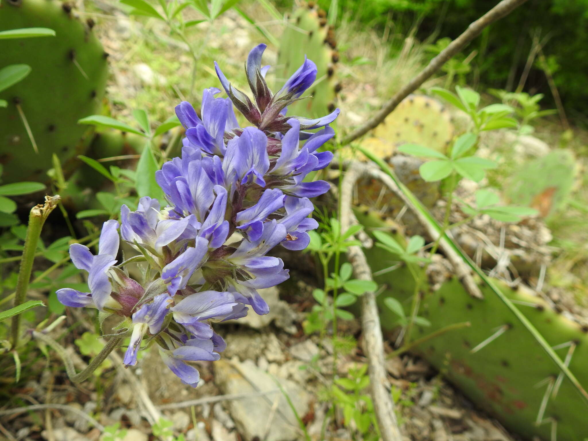 Image of largebract Indian breadroot