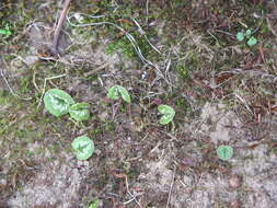 Image of Cyclamen coum Miller